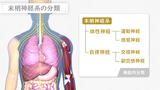 【全巻セット】目で見る解剖と生理 第3版全4巻