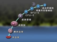 【全巻セット】目で見る臨床検査 第2版DVD全10巻