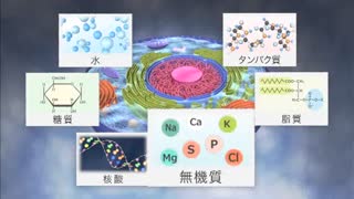 【全巻セット】目で見る生化学入門 第3版DVD全5巻