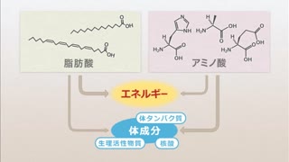 【全巻セット】目で見る生化学入門 第3版DVD全5巻