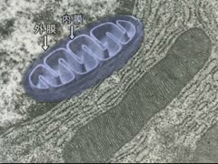 【全巻セット】目で見る医学の基礎 第2版DVD13巻