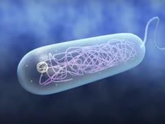 【全巻セット】目で見る微生物学DVD全7巻