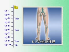 【全巻セット】人体を学ぶための理科DVD全9巻