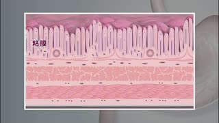 【全巻セット】生命の科学 第2版DVD全8巻