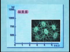 【全巻セット】赤ちゃんの一年DVD全2巻