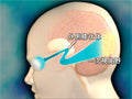 【全巻セット】目で見る解剖と生理 第2版DVD全15巻