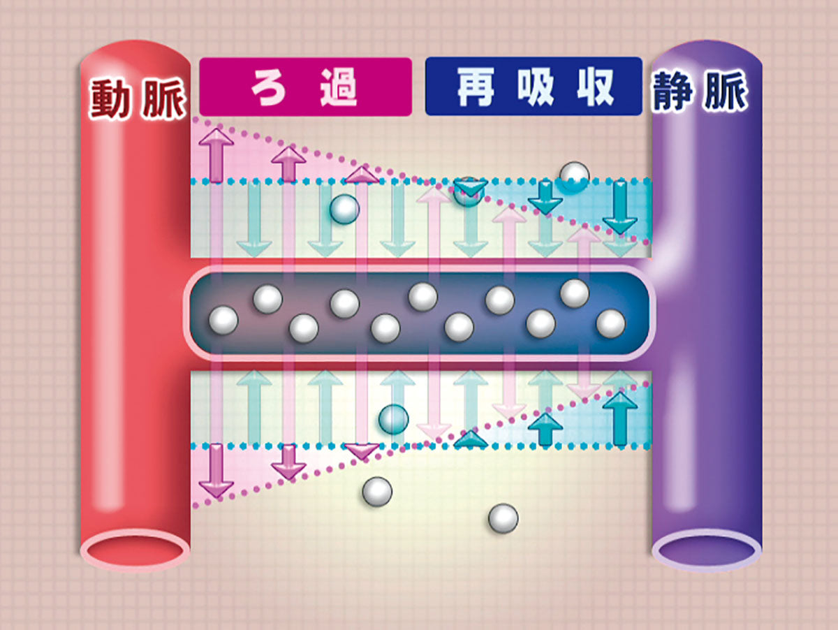 【全巻セット】目で見る解剖と生理 第2版DVD全15巻
