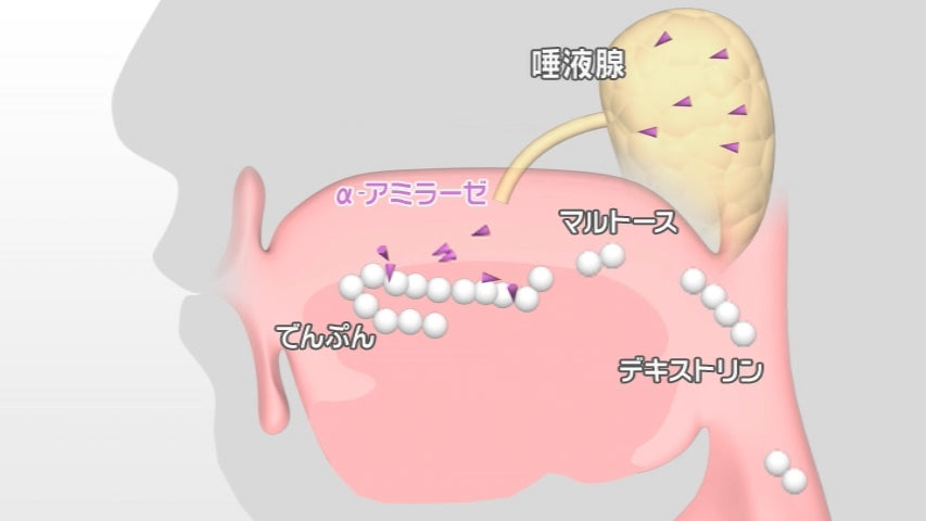 【全巻セット】やさしい栄養学 第4版DVD全5巻