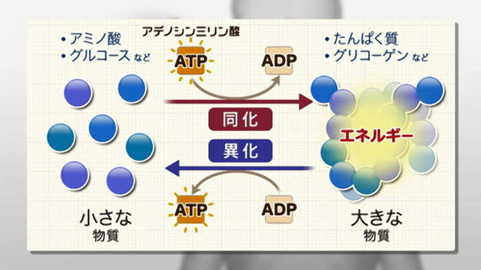 【全巻セット】やさしい栄養学 第4版DVD全5巻