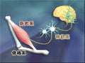 【全巻セット】目で見る運動生理学 第2版DVD全6巻