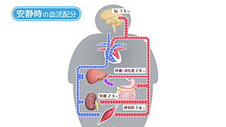 目で見る解剖と生理 第3版 [Vol.04] 循環器系Ⅱ　血管、リンパ管