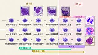目で見る解剖と生理 第3版 [Vol.05] 血液