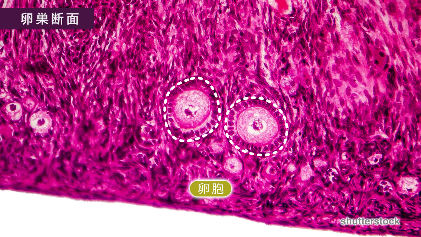 やさしい発生学 [Vol.01] ヒトの発生