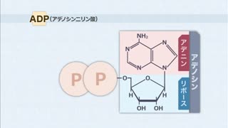 全巻セット】目で見る生化学入門 第3版DVD全5巻 – 医学映像教育 