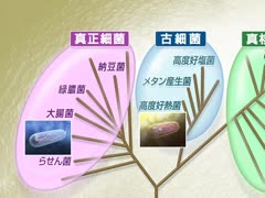 目で見る微生物学 [Vol.01] 微生物学総論