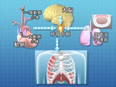 目で見る運動生理学 第2版 [Vol.02] 呼吸・循環器系の科学