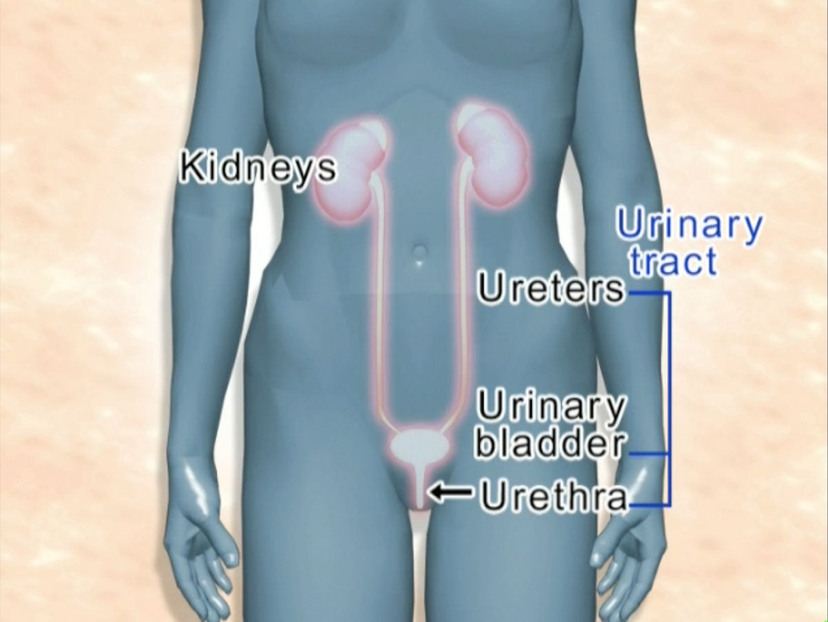 Visual Basic Medicine 2nd Edition [Vol.07] Urinary System