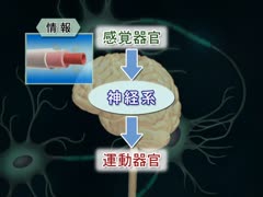 目で見る解剖と生理 第2版 [Vol.01] 神経系I  中枢神経、高次機能、運動系