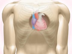 目で見る解剖と生理 第2版 [Vol.03] 循環系I 心臓