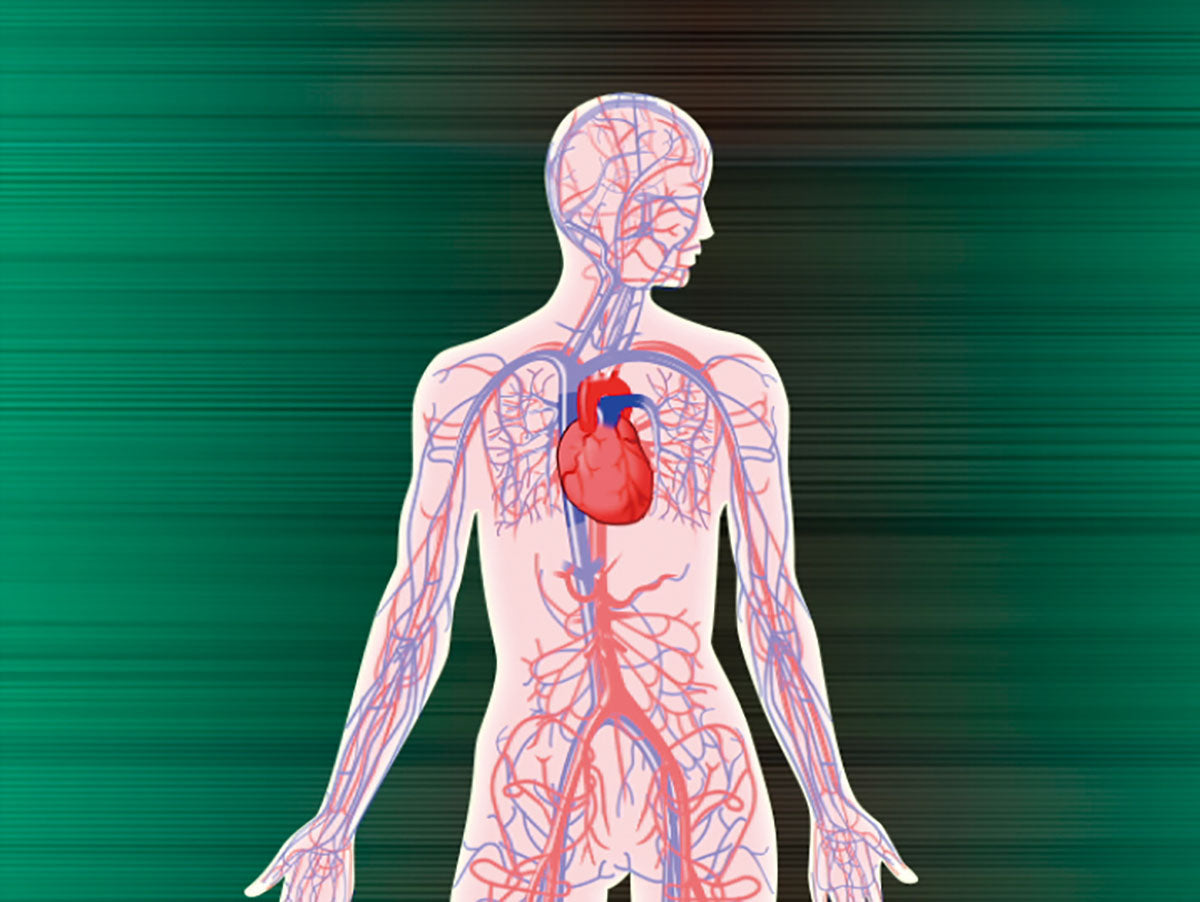 目で見る解剖と生理 第2版 [Vol.04] 循環系II 血管、リンパ管