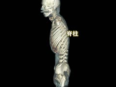 目で見る解剖と生理 第2版 [Vol.09] 運動系II 上肢、下肢
