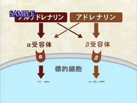 目で見る解剖と生理 第2版 [Vol.07] 自律神経・内分泌 – 医学映像教育